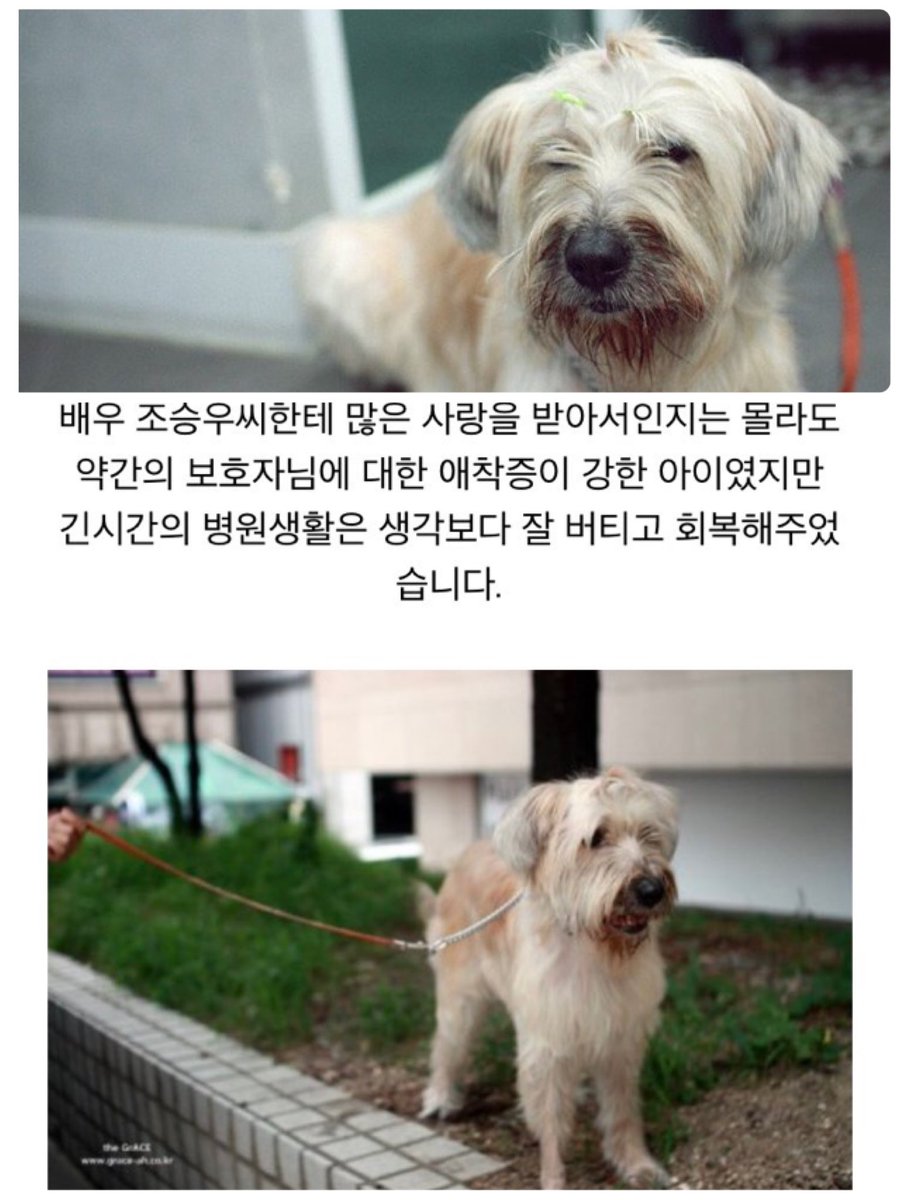 슈에리雪梨 15年一緒にいたスンウさんの愛犬단풍 昨年春に亡くなってペットロスになったことを雑誌musicalで語っていました 名前は 紅葉という意味ではなく 風の強い朝に会ったからという意味があるそうです 슈에리雪梨 15年一緒にいたスンウさんの愛犬단풍 昨年春に亡くなってペットロスになったことを雑誌musicalで語っていました 名前は 紅葉という意味ではなく 風の強い朝に会ったからという意味があるそうです