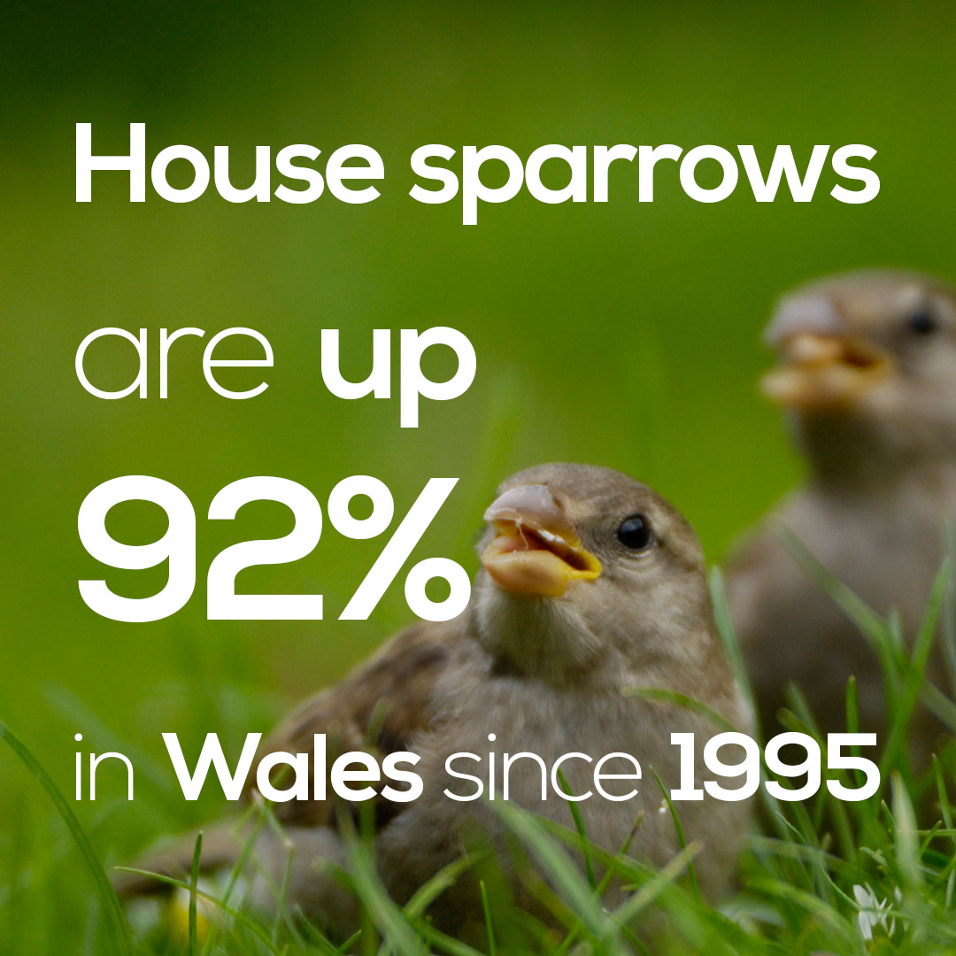 In Wales we find a contrasting trend to England in House Sparrows, which are up 92% since 1995. Red Kites have increased by 413% over the same period. Contrastingly, declines are strong for Swift, Greenfinch and Curlew.  #SUKB  @BTO_Cymru