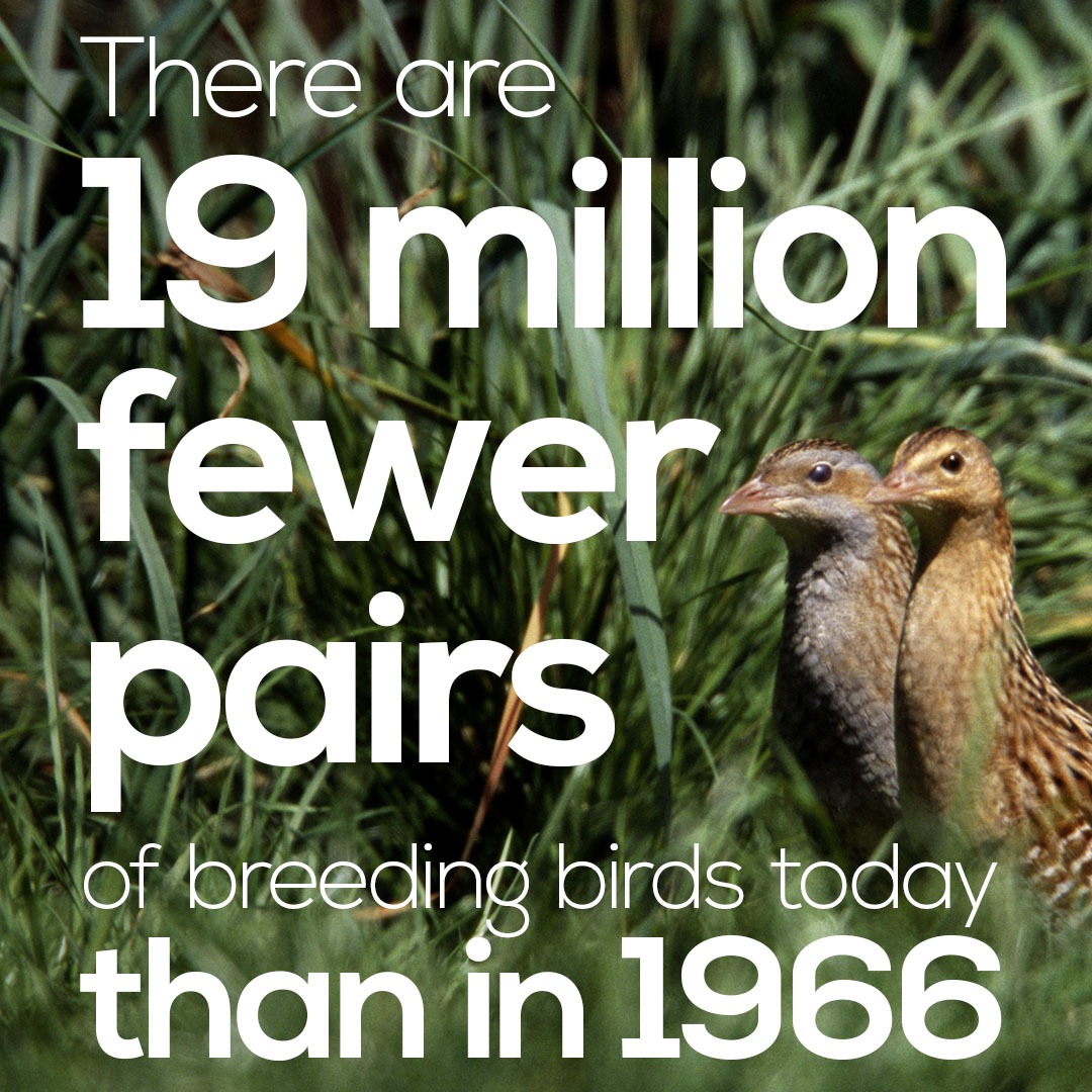 The headlines are clear: long-term declines in woodland species, and there are 19 million fewer pairs of breeding birds in the UK than in the late 1960s. The report highlights it all:  http://www.bto.org/sukb2020&nbsp;.  #SUKB