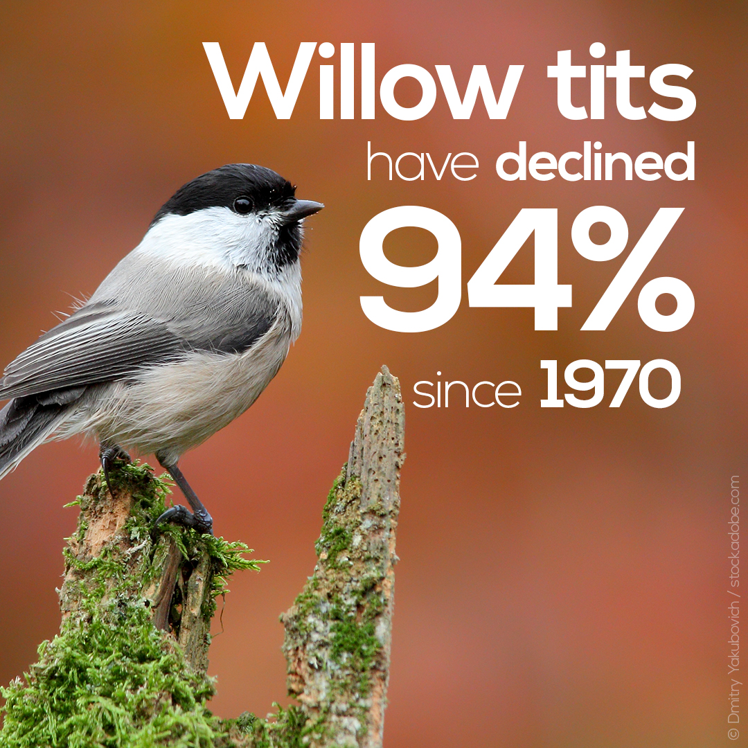 Data from  @BBS_birds, incl. WBBS, feature heavily throughout the report. From population trends of 117 species at UK and country-scales, to feeding into a European Atlas and Indicator trends. A species really grabbing the limelight in this report is the Willow Tit.  #SUKB