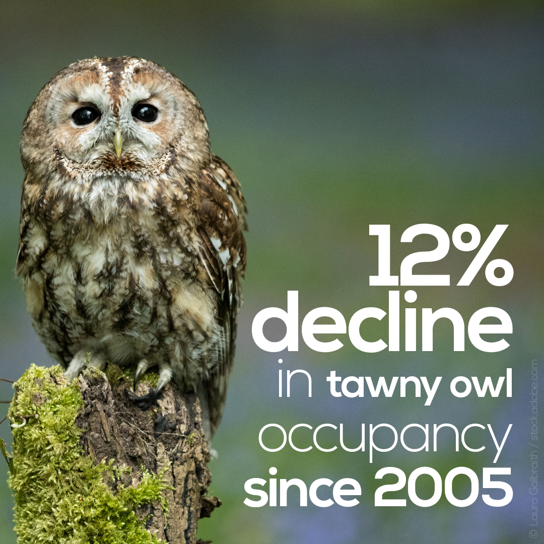 Another survey is our 2018 Tawny Owl Survey, which showed that Tawny Owl occupancy dropped nationally from 65% in 2005 to 53% in 2018, and that they were most strongly associated with broadleaf woodland and declined with increasing urbanisation:  http://www.bto.org/tops&nbsp;  #SUKB