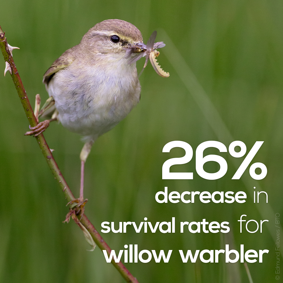 For example, data collected by constant-effort ringers and nest recorders help us to understand population changes, such as the 26% decline in the number of Willow Warblers surviving each year, and have been used to investigate why these declines vary across the country.  #SUKB