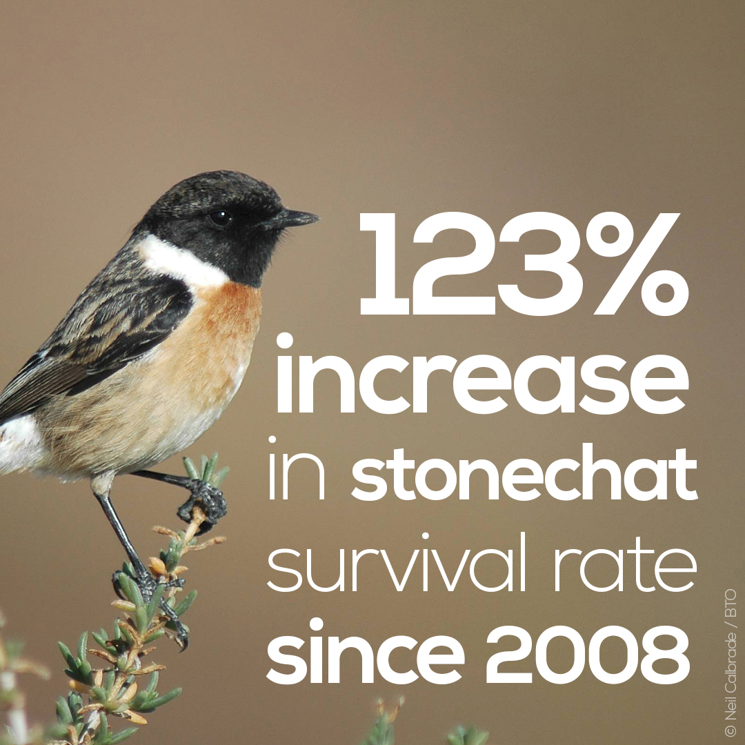 These data also show that harsh winters can negatively impact resident species. The 123% increase in Stonechat survival rates likely reflects a recovery after poor overwinter survival during the severe winters of 2009–10. Climate change may have an important impact here.  #SUKB