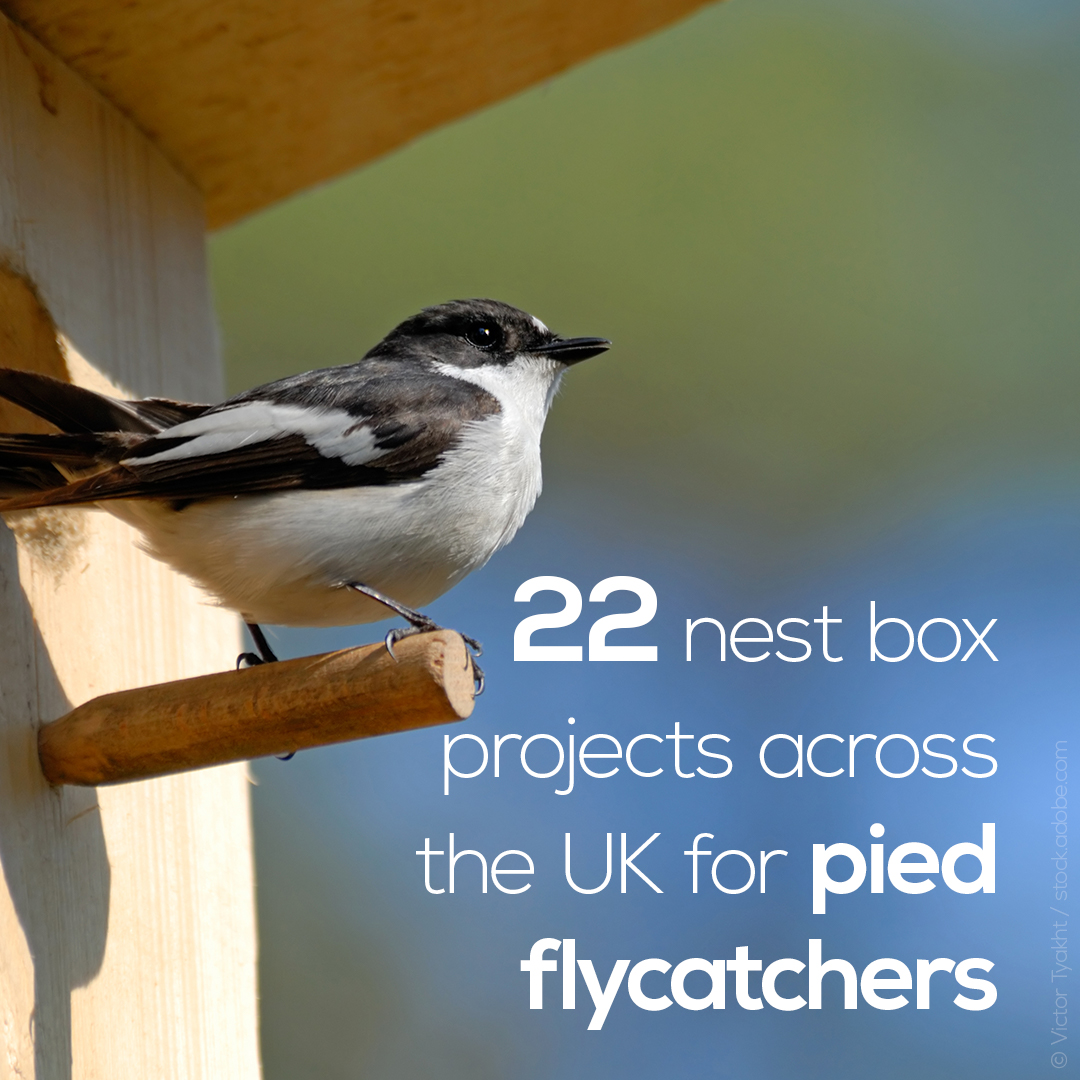 Pied Flycatchers are the most-studied species by ringers taking part in the Re-trapping Adults for Survival (RAS) scheme. Volunteers monitor this long-distance migrant at 22 nest-box projects across the UK, with one dataset going back to 1968!  #SUKB