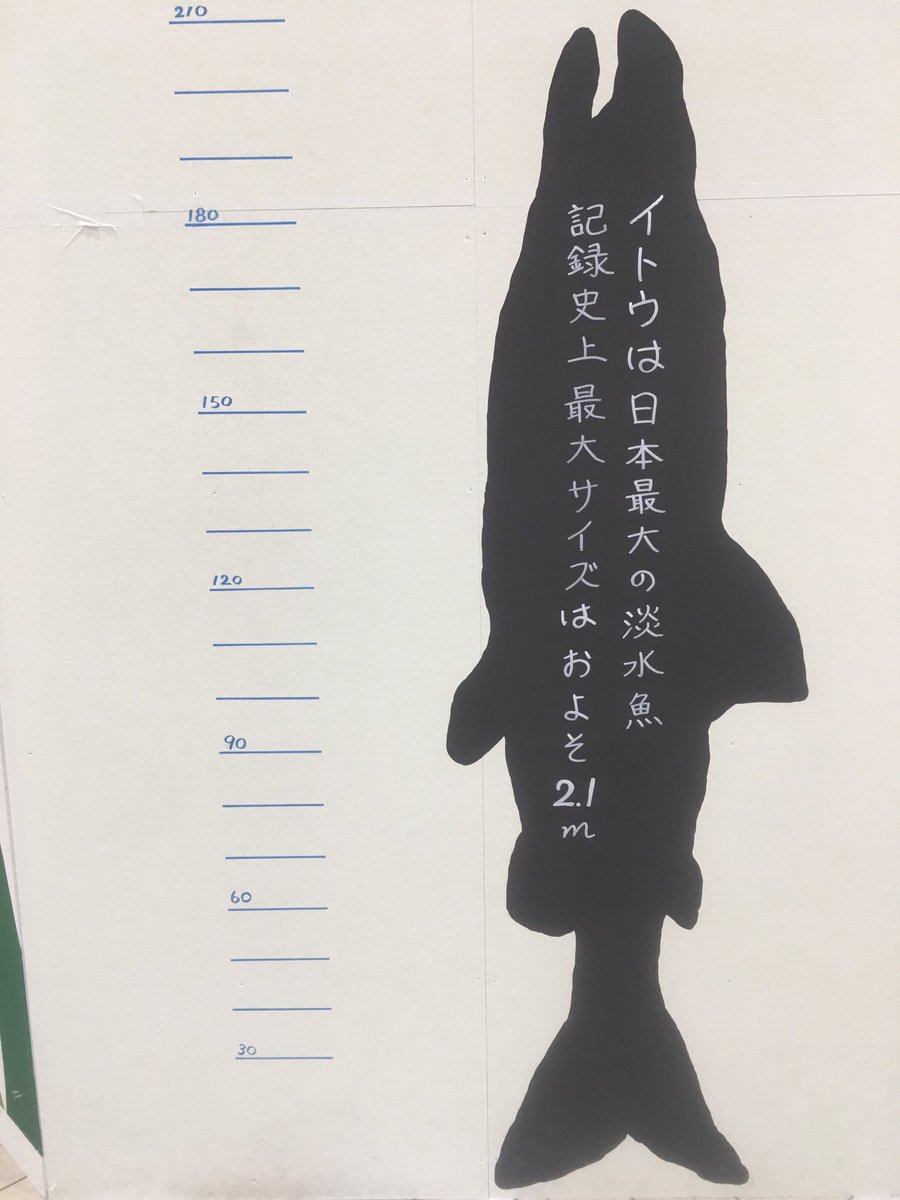 伊富魚さん…! 