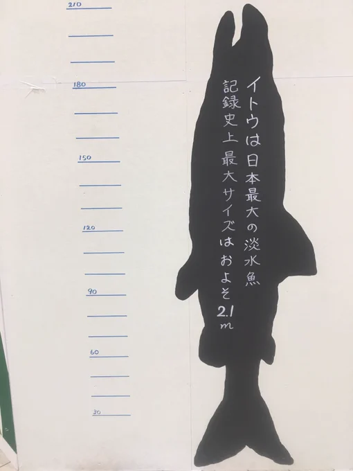 伊富魚さん…! 