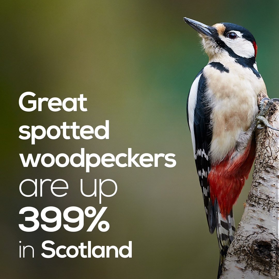 For the first time,  #SUKB also looks at the countries. In Scotland we see increases for Tree Sparrow, GS Woodpecker & short-distance migrants, but declines in other species, and mixed fortunes for seabirds. See the whole picture:  http://www.bto.org/sukb2020&nbsp;  @BTO_Scotland