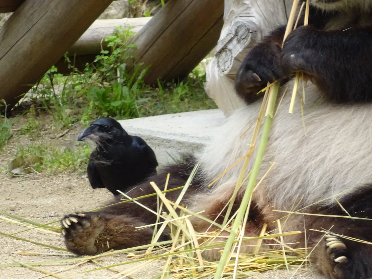 神戸市立王子動物園 公式 答え合わせ カラス タンタンさんの毛は カラスの巣作りの時期に狙われることがあります カラスは大胆に タンタンの背中やおしりから毛を引き抜いていきます 食べている時はあまり怒ることもなく 優しいタンタンさん 神戸市立王子動物園 公式 答え合わせ カラス タンタンさんの毛は カラスの巣作りの時期に狙われることがあります カラスは大胆に タンタンの背中やおしりから毛を引き抜いていきます 食べている時はあまり怒ることもなく 優しいタンタンさん