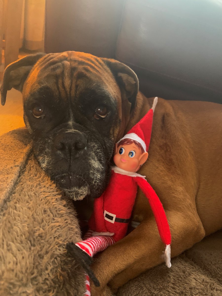FVCollege's tweet photo. Do you remember our working from home buddies from earlier this year? The elves have loved keeping them company this month - the dogs donβt look to impressed πΆ #12DaysOfElfmas https://t.co/f6eFeMlkmp