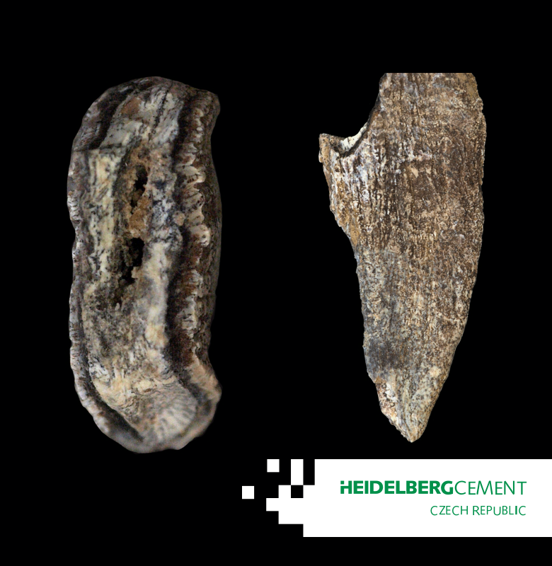 HCG_CR's tweet photo. Úlomek stoličky mamuta byl nalezen v Mokré! Jedná se zcela jistě o silně zvětralý zlomek lamely ze stoličky mamuta srstnatého (Mammuthus primigemius) a o zlomek kořene. Přečtěte si více na ➡️ https://t.co/Lgsmx3xTsT https://t.co/KHsSCXa3Qt