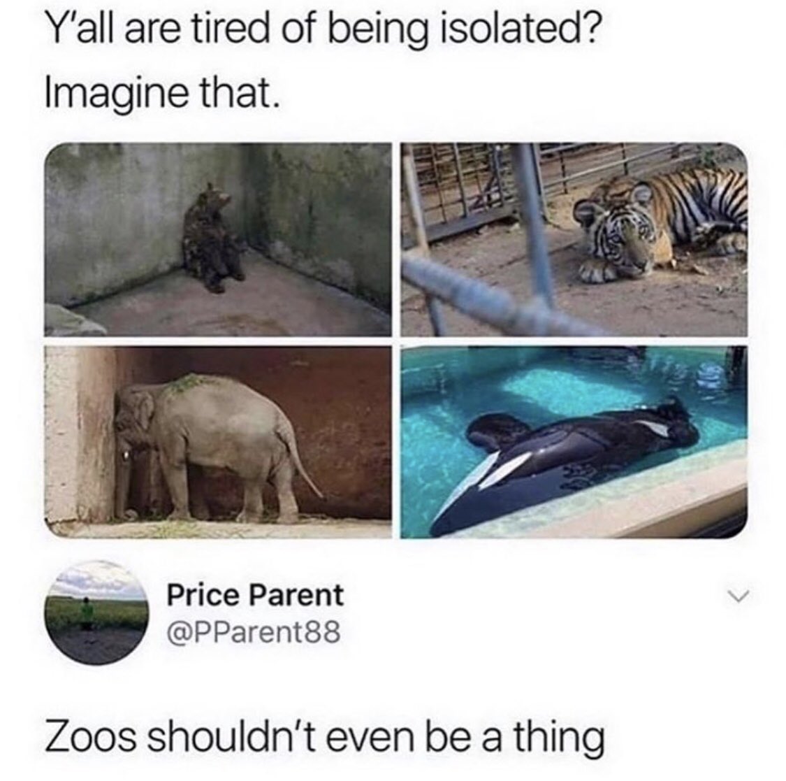 AisyDee's tweet photo. Zoos should absolutely not be a thing :’( https://t.co/Ud6hDXoQ2Y