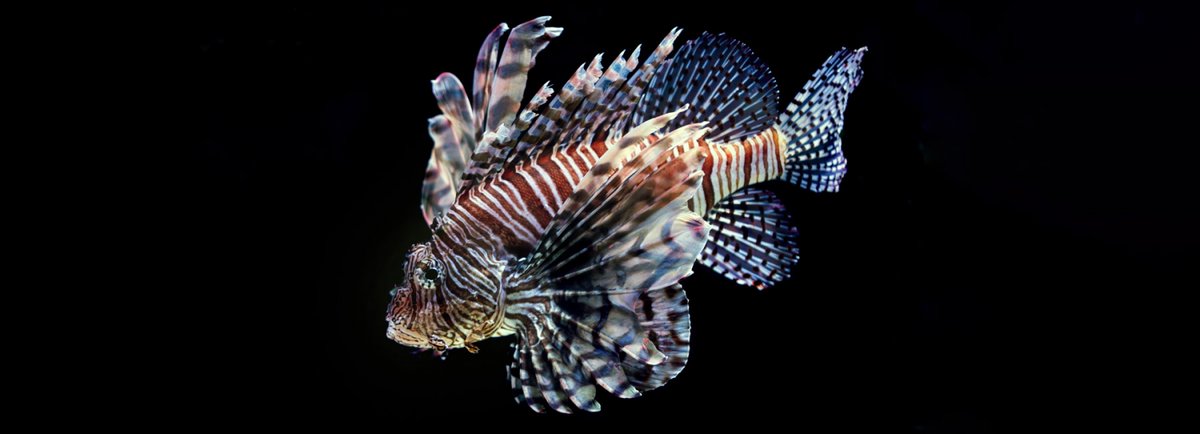 ATTRACTEU's tweet photo. [ATTRACT Projects 📢]

Read The Curious Cryogenic Fish 🐟 project story 
▶️ https://t.co/uSyWvibUT0 

And learn + about this collaboration between @CERN  &amp; @telerobotLabs ▶️ https://t.co/tneW6iswuE 

 #ATTRACTProjects #EUfunded https://t.co/jQmHa3lRxi