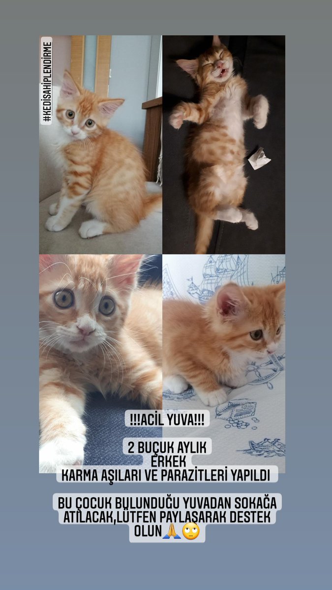 #kedisahiplendirme #yuvailani #istanbulkedisahiplendirme