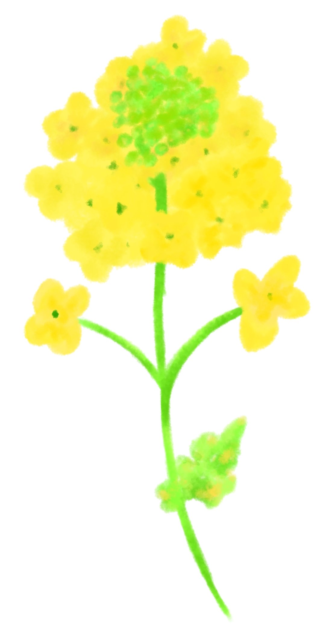 Lily Bird １枚目がアナログ ２枚目がデジタルで描いた菜の花のイラストです あまり変わらない 絵描き人 絵描きの輪 芸術の輪 オリジナルイラスト Originalillustration Flowers T Co Cw2almapl0 Twitter