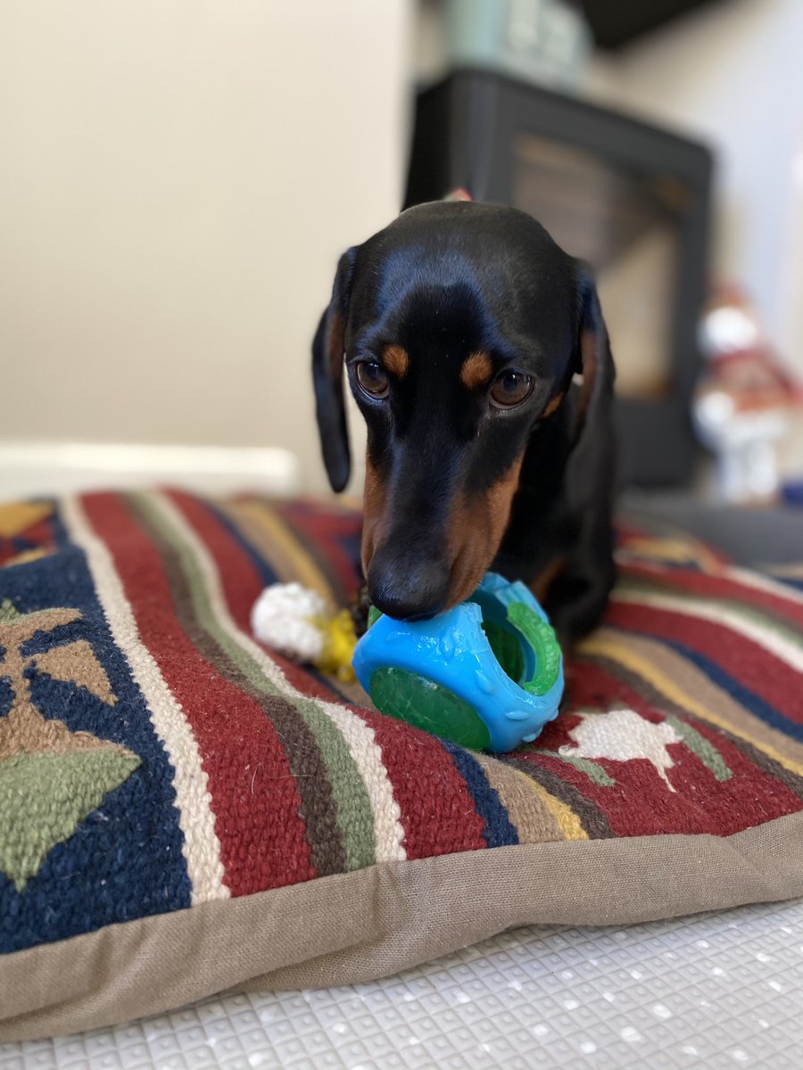 Steve and Stan-Stan The Sausages tweet media