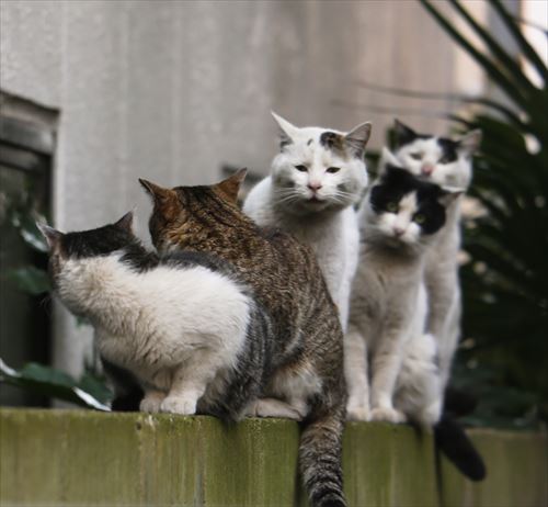 ごる猫 S っ Fwf っさん の人気ツイート 1 Whotwi グラフィカルtwitter分析 ごる猫 S っ Fwf っさん の人気ツイート 1 Whotwi グラフィカルtwitter分析