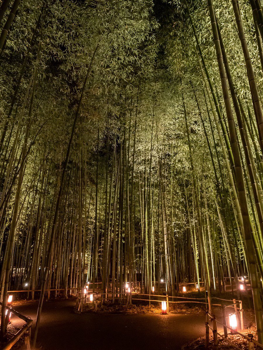 嵐山竹林の道 嵐山竹林の道