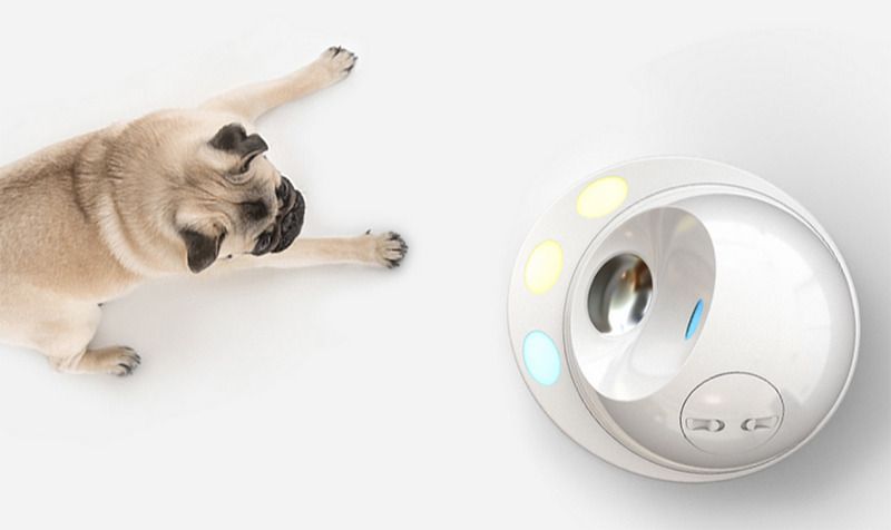MinaEllen94's tweet photo. Clever pet with electronic game :v
#likeforlike #follobackforfolloback #pets #animal #cute #challenge #adorable #Dog #SmartThings #StayHome #animallovers #adorablehome #sweetness #homesweethome #ChristmasIsComing #Electronica  #FunniestTweets https://t.co/b0gp4yRWaZ