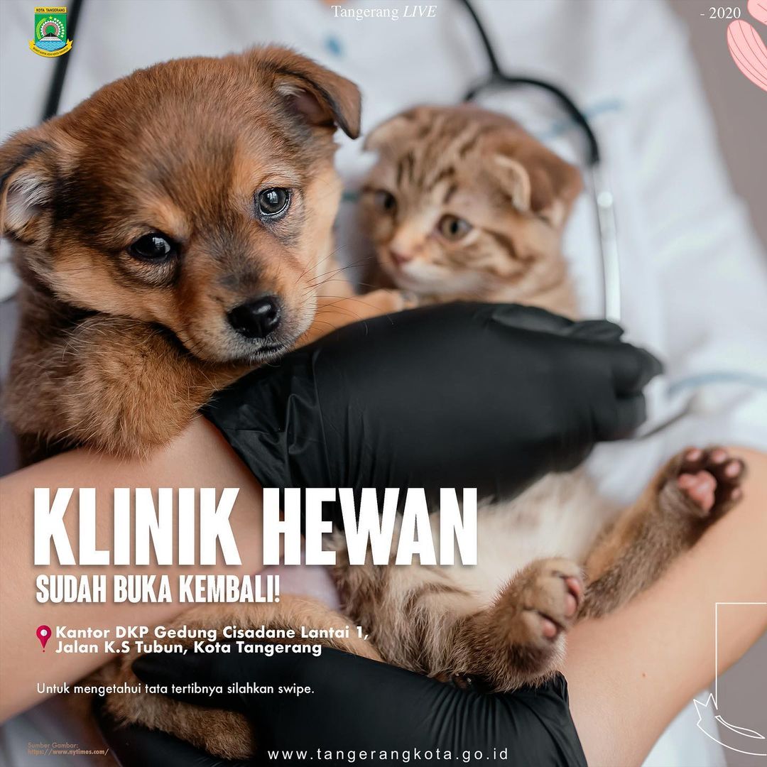 Kota_Tangerang's tweet photo. Klinik Hewan melalui Dinas Ketahanan Pangan sudah kembali buka !
.
Tempat : Gedung Cisadane
Hari : Senin-Jumat
Waktu : 08:00 WIB-12:00 WIB
Persyaratan menunjukan KTP-el domisili Kota Tangerang, silahkan datang ke Kantor DKP Gedung Cisadane Lantai 1, Jl. K.S Tubun, Kota Tangerang. https://t.co/9kRrqIQiKX