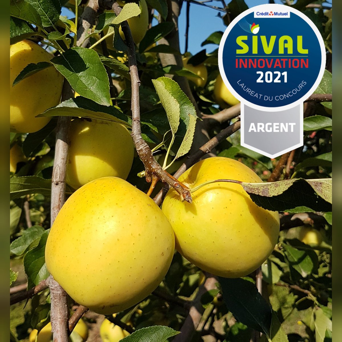 gradilis's tweet photo. Avant de vous faire gagner de l’or, INOGO(cov) remporte la médaille d’Argent du concours Sival Innovation!

Cette variété résistante tavelure vient compléter la gamme #Novadi. Peu sensible au puceron cendré et à l’oïdium, elle se distingue par sa régularité et sa productivité. https://t.co/MPLOJnQY2b