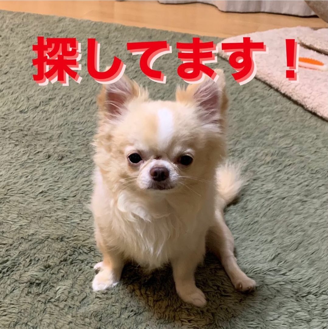 jxxxxlove's tweet photo. 【拡散希望】
 
https://t.co/4MMmGO4Zrb

こんな寒い中一週間前からチワワのぼんくんが迷子になってます。どうか見つかりますように… 拡散お願い致します。

#チワワ #一宮 #迷子犬 https://t.co/NfHgbLdykD
