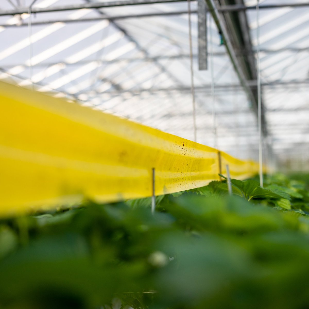 Vanglinten nodig? Bestel ze via onze webshop biopol.nl/artikel/vangli… stuur u order naar sales@biopol.nl