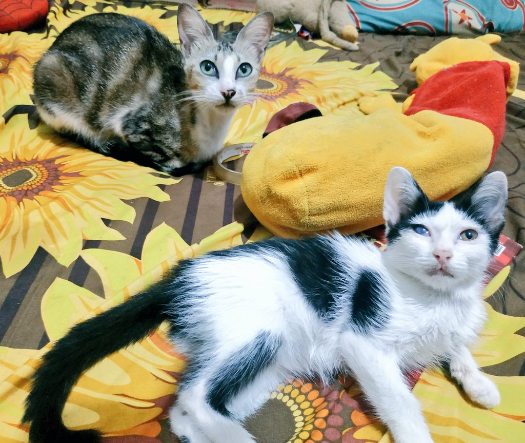 pasukan_bulu's tweet photo. #panda #ibel https://t.co/oP8E0mQ5Lr
