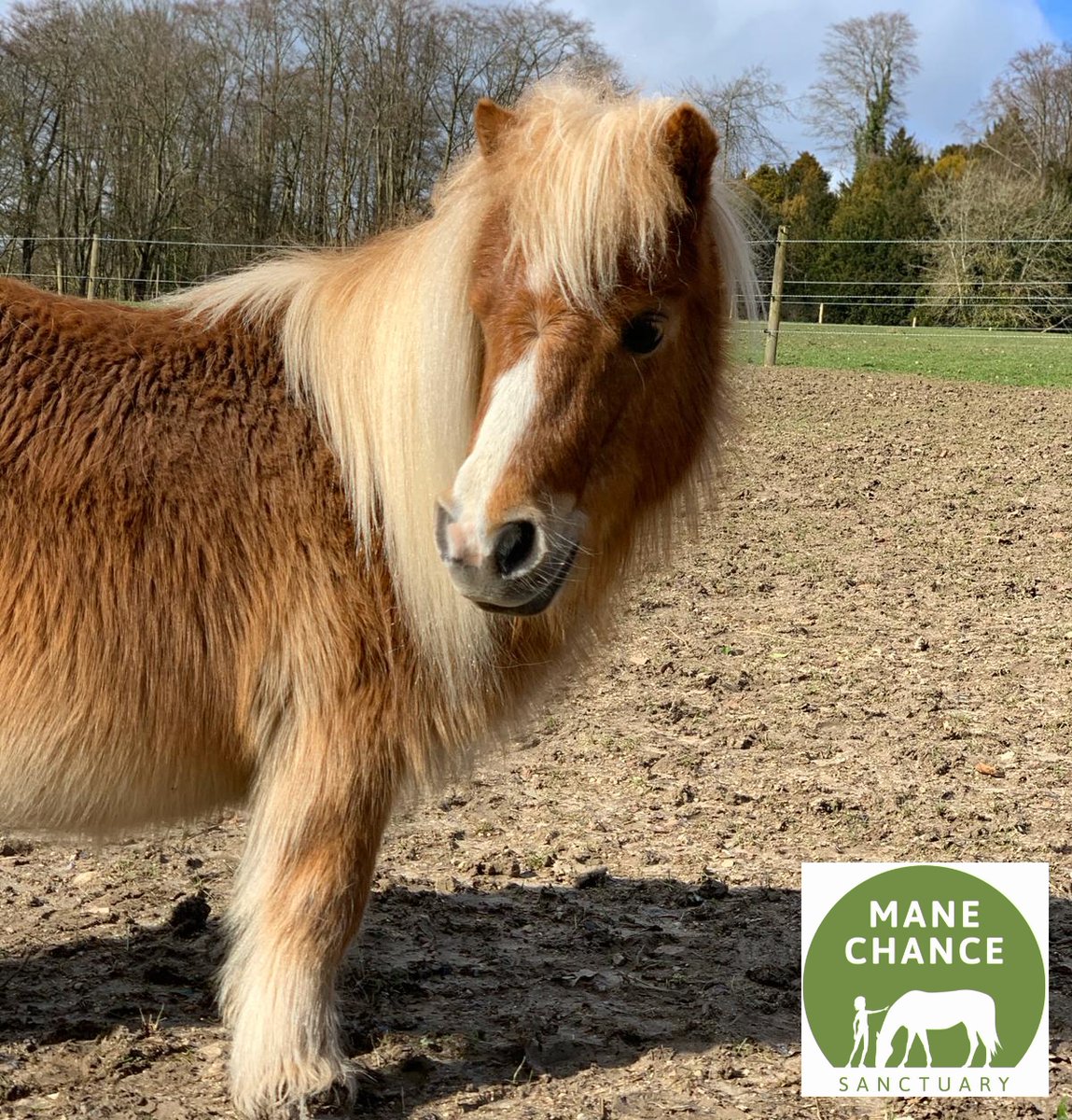 manechance's tweet photo. You can buy #Christmasgifts for our #rescuehorses! 
In our Online Shop, we have a list - #dentist or #podiatrist visit, #wormingtablets &amp; #supplements!
These might not be items on our Christmas list, but we know our animals would be thrilled! 
https://t.co/tRyLtbqdwd #shettie https://t.co/YAR3UWDfFk