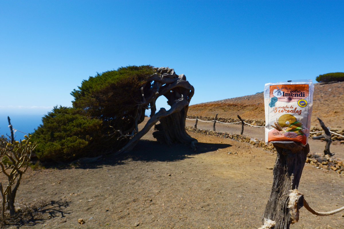 GofioImendi's tweet photo. En El Hierro puedes encontrar dos maravillas: La Sabina y Gofio Imendi 🥰
#GofioImendi #Imendi #MolinodeGofio #GofiodeTrigo #Gofio #GofioCanario #GofiodeLaGomera #MolinodeGofioImendi #SomosLaGomera #LaGomeraoficial #ElHierro #LaSabina https://t.co/M4a8XNUcGD