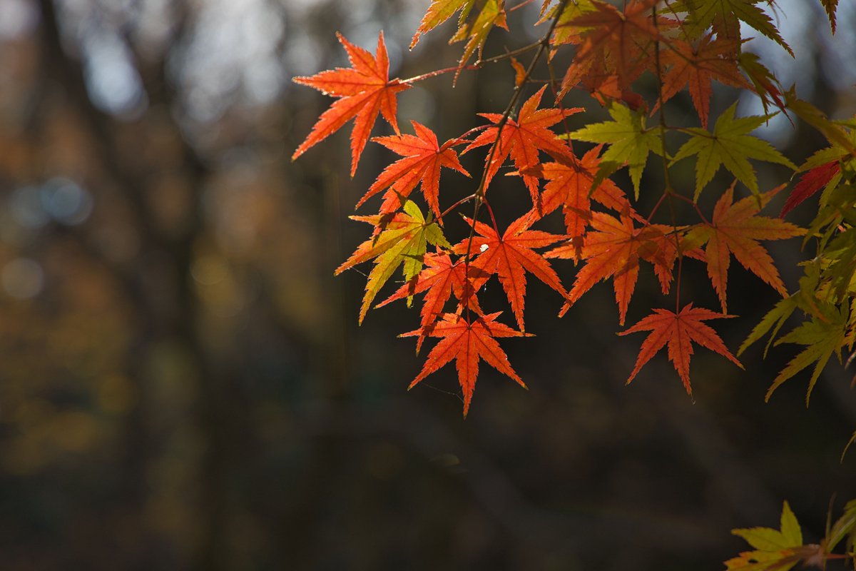 tso1040's tweet photo. 近所の公園でお写んぽ
.
.
#canon #eos #eosr 
#風景 #景色  
#写真好きな人と繫がりたい
#写真撮ってる人と繋がりたい
#ファインダー越しの私の世界 https://t.co/g4NwwjQXC8