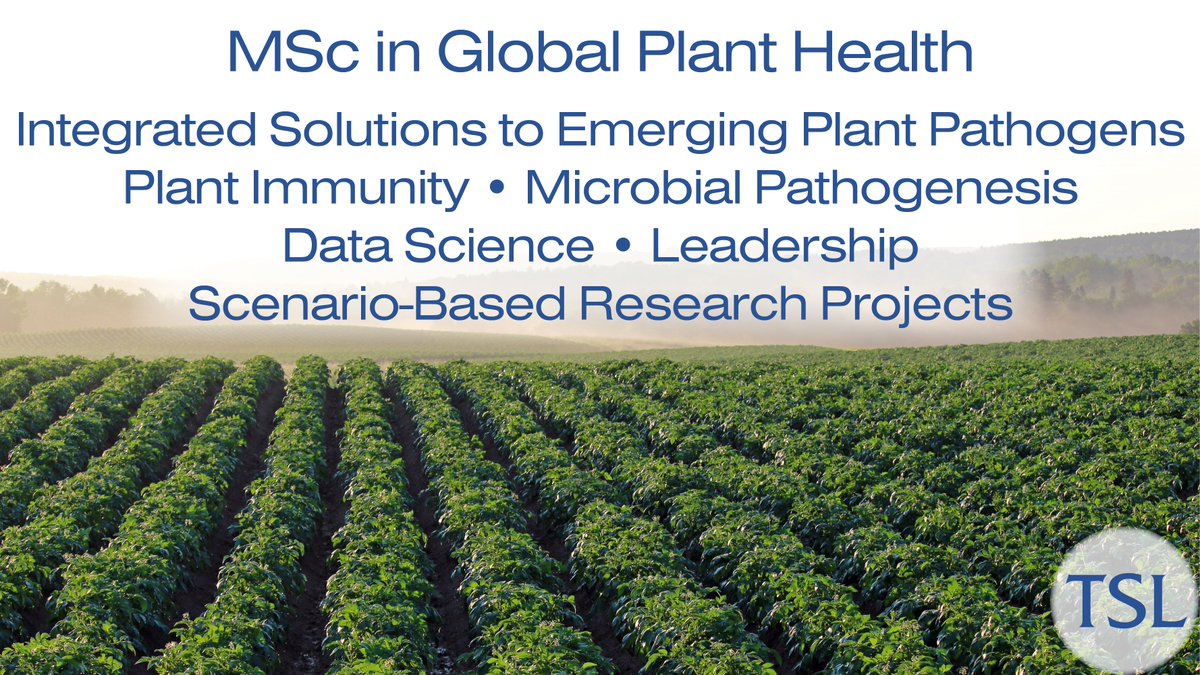 The Sainsbury Laboratory (@thesainsburylab) on Twitter photo We are developing a one-year taught MSc in Global Plant Health. Learn from TSL scientists @TalbotLabTSL @JonathanDGJones <a href="/KamounLab/">Sophien Kamoun</a> @WenboEffector <a href="/MatthewMoscou/">Matthew Moscou</a> @PeterVanEsse @DanMacLean <a href="/Frank_Menke/">Frank Menke</a> and international guest lecturers. More details to be released in early 2021. We are developing a one-year taught MSc in Global Plant Health. Learn from TSL scientists @TalbotLabTSL @JonathanDGJones <a href="/KamounLab/">Sophien Kamoun</a> @WenboEffector <a href="/MatthewMoscou/">Matthew Moscou</a> @PeterVanEsse @DanMacLean <a href="/Frank_Menke/">Frank Menke</a> and international guest lecturers. More details to be released in early 2021.
