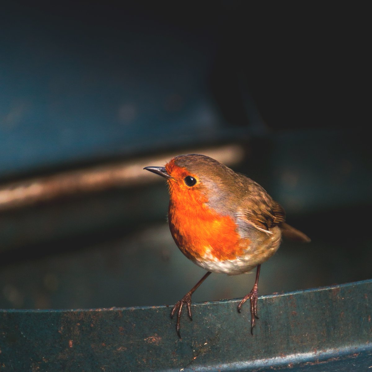 A little friend popped in today for a chat...🐦😃
.
 #robins #robin #birds #nature #bird #wildlife #birdsofinstagram #robinsofinstagram #naturephotography #redrobin #robinredbreast #birdphotography #love #wildlifephotography #irishbirds