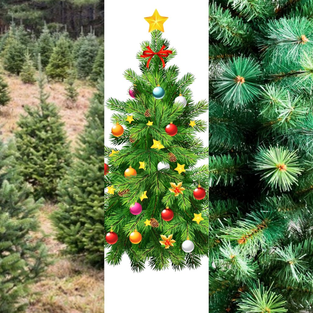 Nicola_Bressi's tweet photo. ALBERO -ECOLOGICO- DI NATALE 🎄
#Plastica? Riutilizzarlo minimo 10 anni, meglio di più.
#Vaso? Saperlo mantenere vivo, e sapere come e dove ripiantarlo, in base a specie, luogo, clima.
#Tagliato? Che provenga da abbattimenti/vivai certificati e smaltito in compost, umido o stufa. https://t.co/J2VS7c0YGO