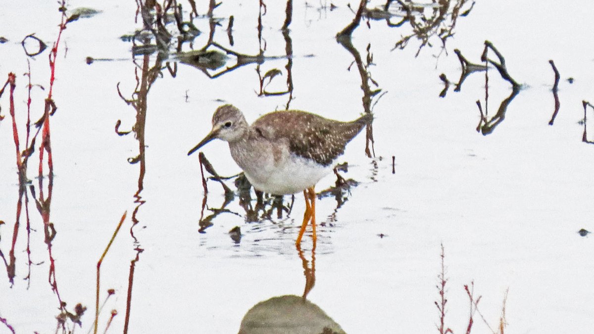 Vogels6's tweet photo. Een #dwaalgast uit Noord-Amerika, een zeer bijzondere waarneming voor Nederland en zeker voor #Limburg. 
De #KLEINE_GEELPOOTRUITER

@vogelnieuws @waarneming @sovon @VroegeVogels @natuuronline @volgdenatuur 

#lesseryellowlegs #tringaflavipes https://t.co/qTnk86vKjb