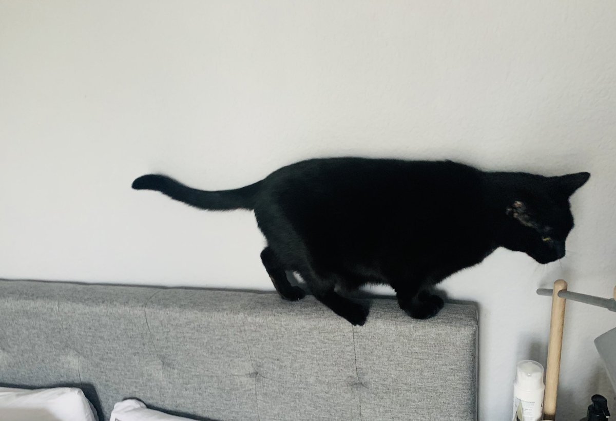 cybercat207's tweet photo. Zoomies in progress 😺 https://t.co/4ZDCXAw0gI