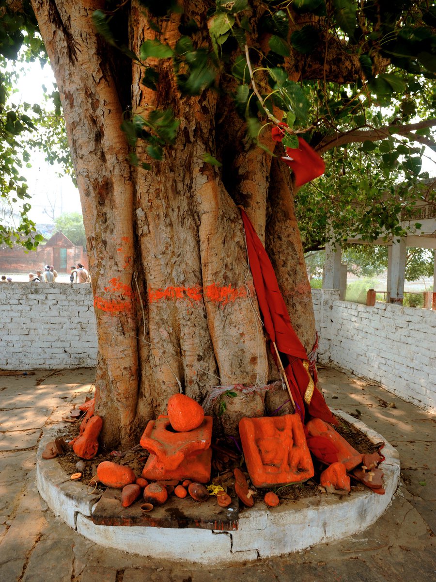 24/102But that doesn't mean physical representation of deities places of worship didn't exist on the subcontinent at all. Indigenous tribes have worshipped natural elements, especially trees, for millennia. They've even had permanent shrines since much before the Aryans.