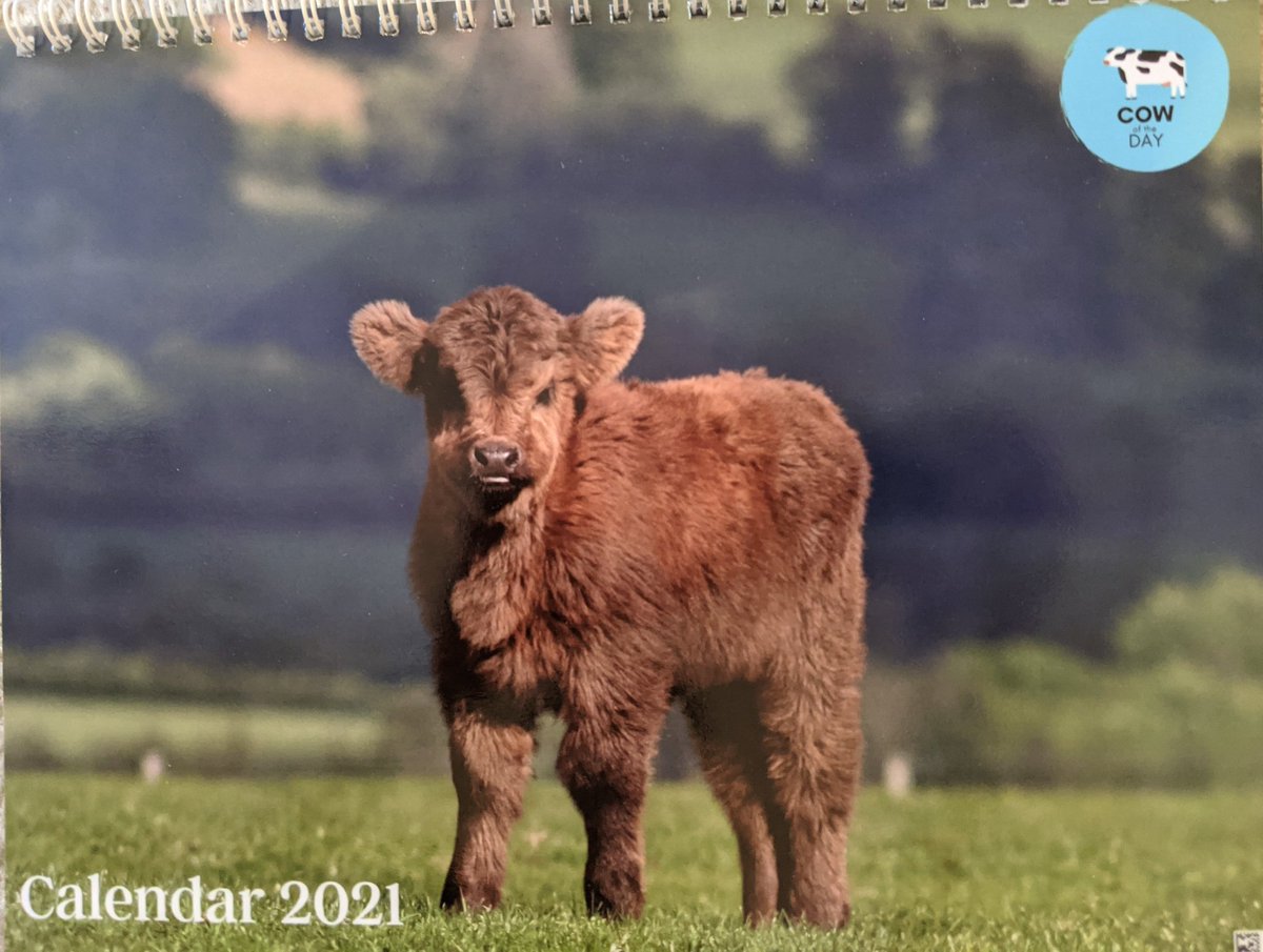 @CowoftheDay1 My COWlendar is here, so it's time for 2020 to MOOve on out! 🐮🐄🥰 @CowoftheDay1 #cowoftheday