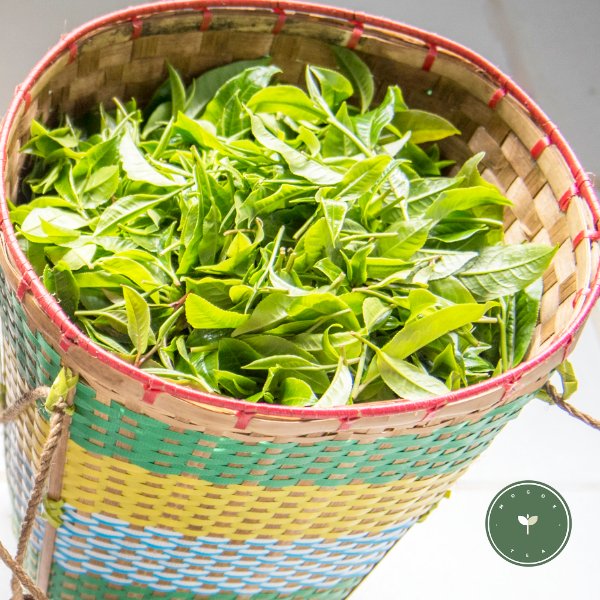 MogokTea's tweet photo. Our expertly made white tea is crafted with meticulous care and patience. Mogok white tea can only be produced when weather conditions are ideal. Mogok white tea is delicate, sweet, ﬂoral and utterly moreish. Try it today.

#tea #whitetea #foodie #mogok #myanmar #mogoktea https://t.co/tYF1jjBWTE