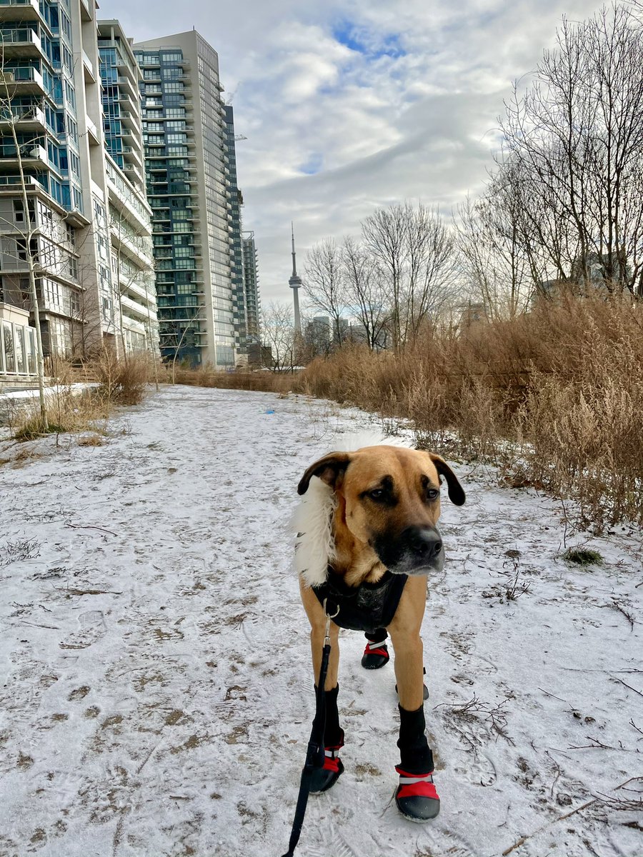 dave_lovett's tweet photo. Morning Walks with my Bro https://t.co/qCGoW9Dh8h