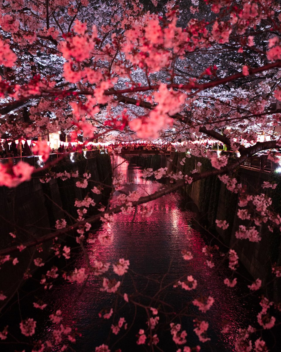 𝐑𝐞𝐧𝐀𝐞𝐫𝐮 tweet media