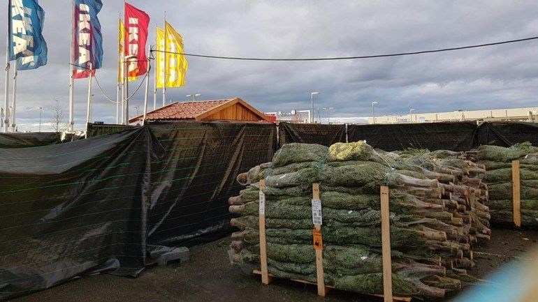 Wie heeft er nog geen kerstboom?  -> 2000 #gratis kerstbomen te grabbel bij #Ikea <a href="/OmroepGLD/">Omroep Gelderland</a> <a href="/GldHelpt/">Gelderland Helpt</a>  ow.ly/9PHA50COhDA