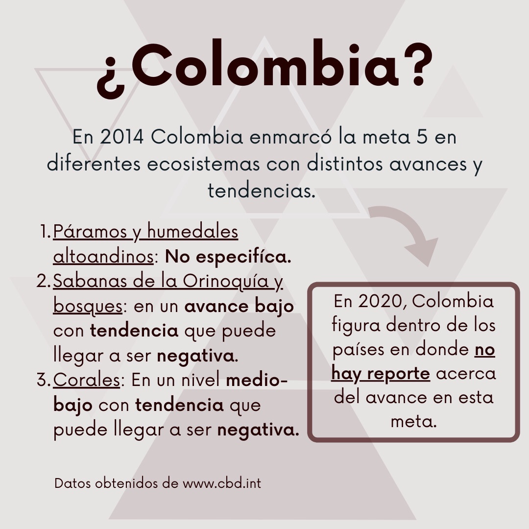 SagaceCS's tweet photo. Hoy comenzamos objetivo B de las #Metasaichi con la meta 5-> reducir la deforestación, degradación y fragmentación de los hábitats a casi cero. Colombia aún no ha reportado avance al #CDB.

#UnaDécadaDespués #Emelemé #Sagacecs #elestuario
https://t.co/jxYmCEDnh6 https://t.co/p7Fy4bWeaW