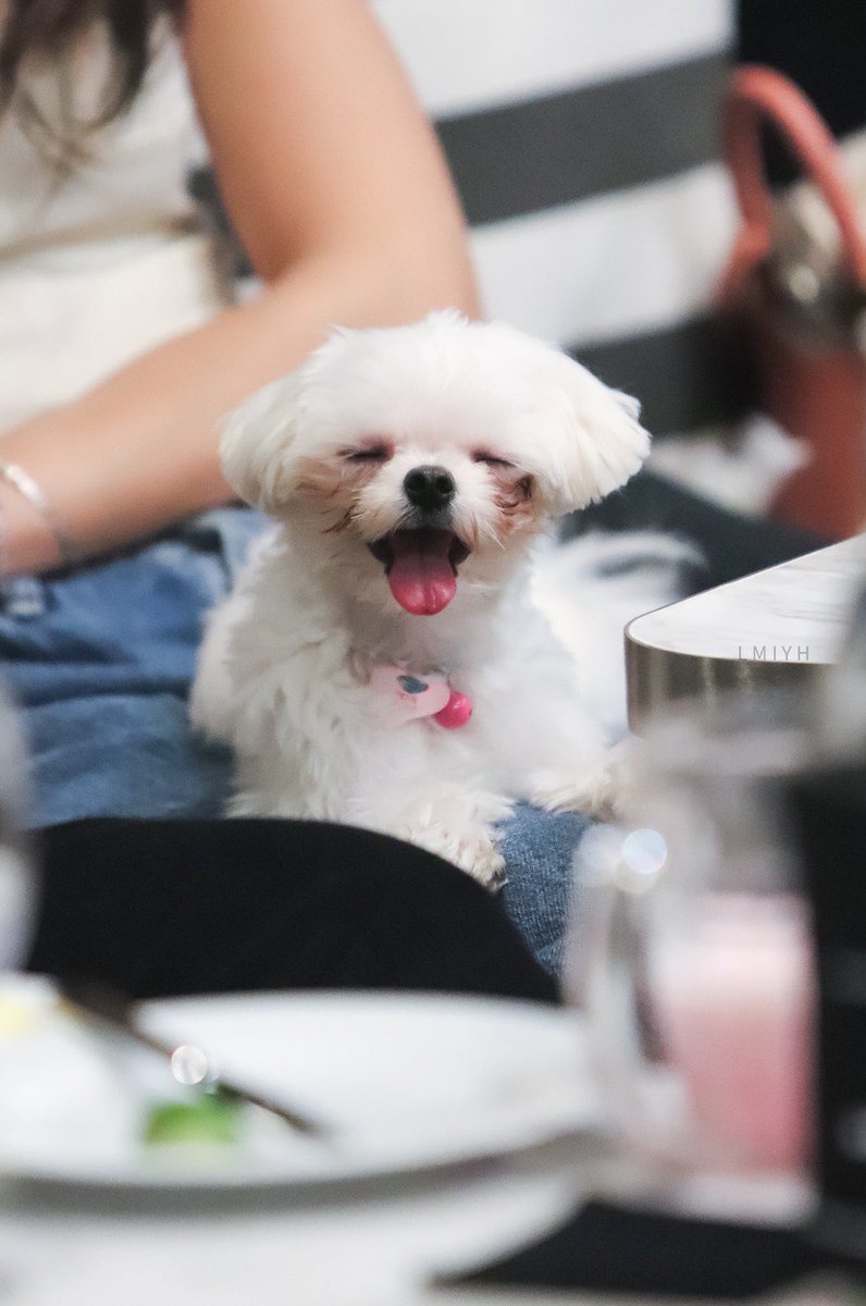 LETMEYOUR's tweet image. น่ารัก สู้กล้อง เวลานิ่งก็นิ่ง แต่เวลาอยากซนคือ วิ่งจับกันไม่ทันเลยจ้า ที่สำคัญ หนูห้าวเป้งมาก ลูกกก 

#GreyhoundCafe
#กันอรรถพันธ์ #บี่บี๋