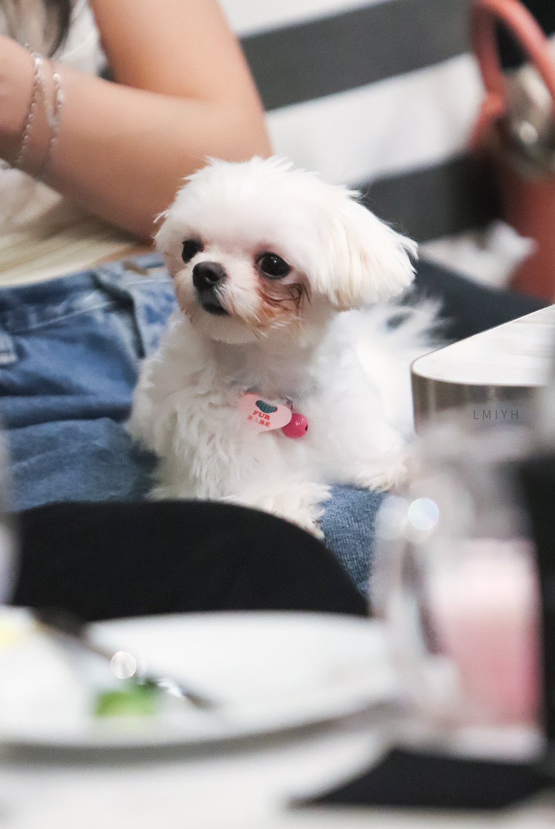 LETMEYOUR's tweet image. น่ารัก สู้กล้อง เวลานิ่งก็นิ่ง แต่เวลาอยากซนคือ วิ่งจับกันไม่ทันเลยจ้า ที่สำคัญ หนูห้าวเป้งมาก ลูกกก 

#GreyhoundCafe
#กันอรรถพันธ์ #บี่บี๋