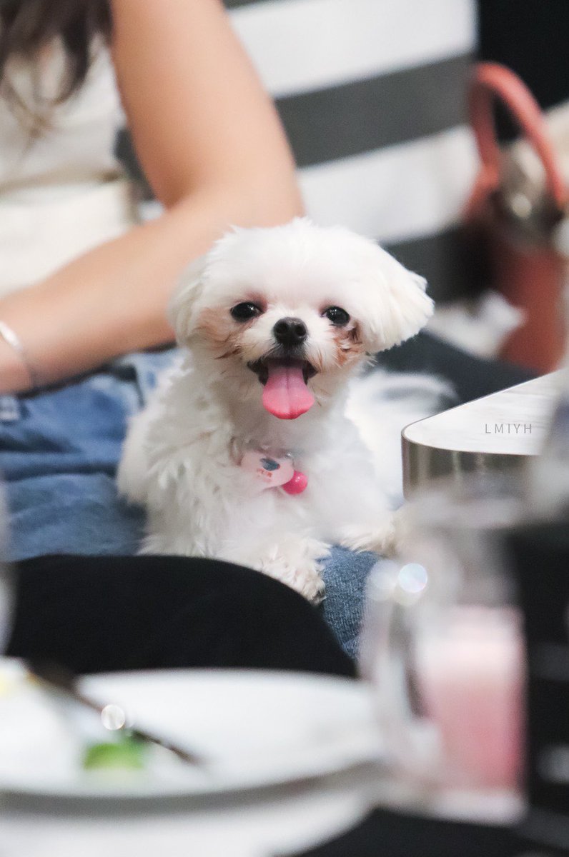 LETMEYOUR's tweet image. น่ารัก สู้กล้อง เวลานิ่งก็นิ่ง แต่เวลาอยากซนคือ วิ่งจับกันไม่ทันเลยจ้า ที่สำคัญ หนูห้าวเป้งมาก ลูกกก 

#GreyhoundCafe
#กันอรรถพันธ์ #บี่บี๋