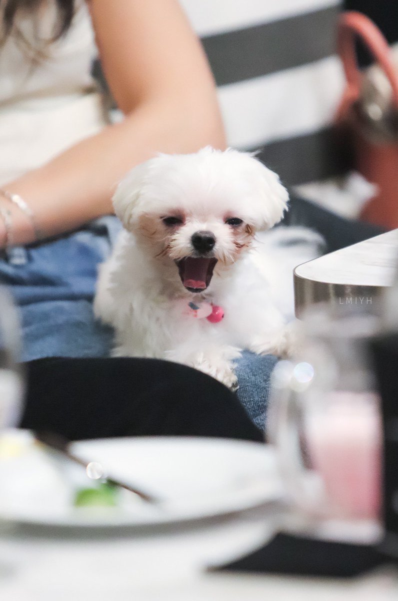 LETMEYOUR's tweet image. น่ารัก สู้กล้อง เวลานิ่งก็นิ่ง แต่เวลาอยากซนคือ วิ่งจับกันไม่ทันเลยจ้า ที่สำคัญ หนูห้าวเป้งมาก ลูกกก 

#GreyhoundCafe
#กันอรรถพันธ์ #บี่บี๋