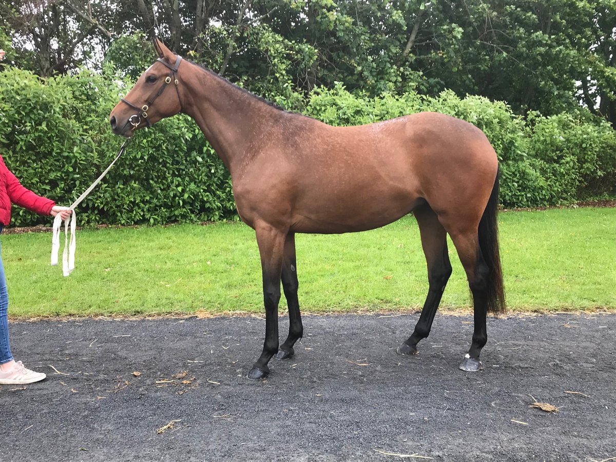 claire_macmahon's tweet photo. A very impressive debut win from Merry Mistress in the bumper @HerefordRaces this evening. Bred and sold by Newmarket House Stud @Goffs1866. A big well done to those involved, delighted for all connections @davidrobdennis @thomsymonds https://t.co/y8Krre6N7D