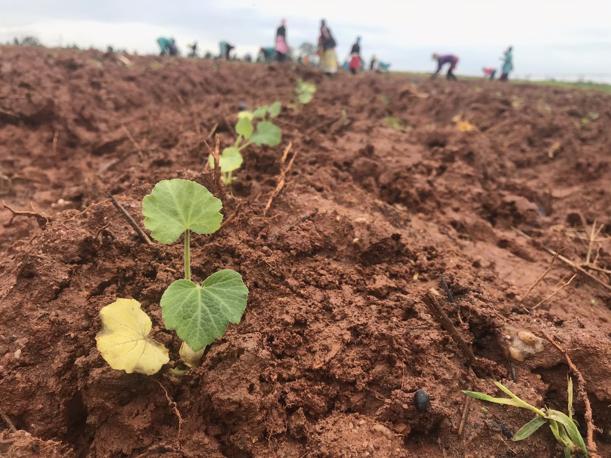 FarmDudeZW's tweet photo. NO STOPPING
More butternut into the ground. 5 more hectares to nurture๐๐ฝ.
#Pluto
#SpinyardSeedlings
#FarmGateWorld https://t.co/iY6R6aYgwq