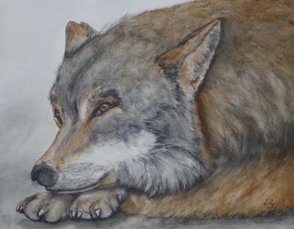 Chris_bradley17's tweet photo. Tired Red Wolf, endangered species ..........
Fine Art America offers quality prints!
https://t.co/zewwvI12Tl
Original watercolor painting by Kelly Mills
https://t.co/pw0YXkFQB7
#redwolf #wolves #endangerspecies #wolfpainting #wolfprints https://t.co/oaveUBkH0R