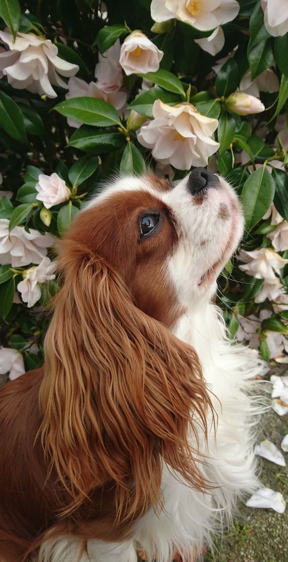 If streamers were all dogs: a thread: